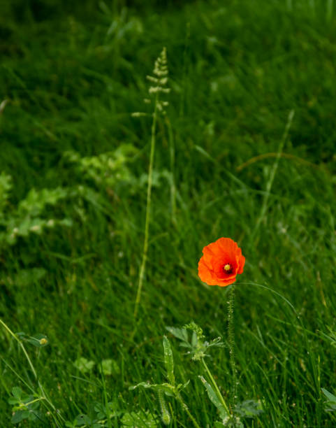 Single poppy in the grass stock photo