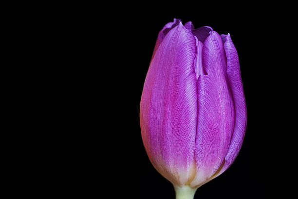 Single purple tulip stock photo