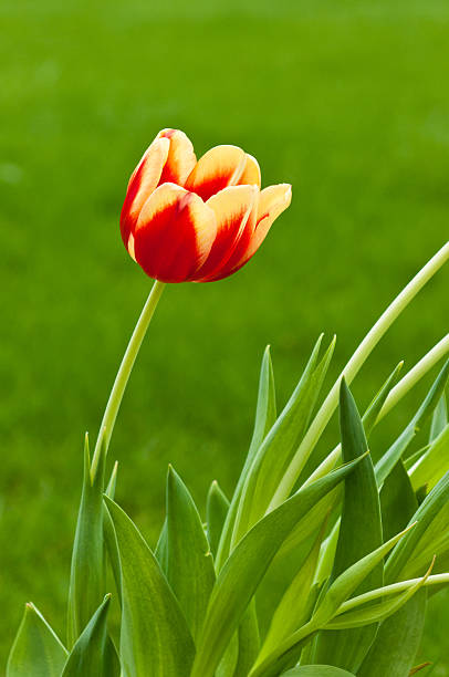 Single red and yellow tulip on green background stock photo