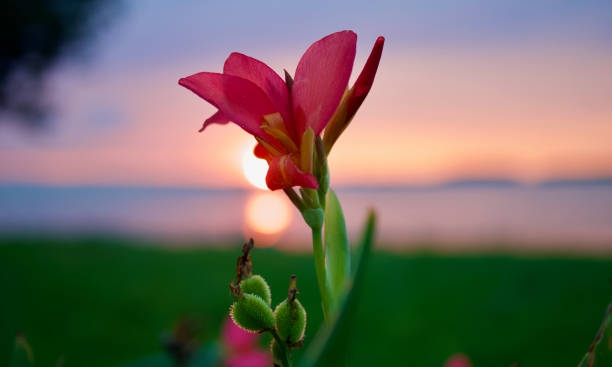 Single red flower in the sunset stock photo