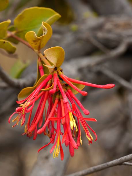 A single, red inflorescence of a species of Showy Mistletoe stock photo
