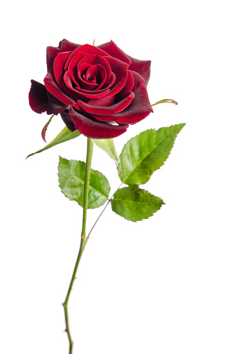 Single Red Rose Isolated On White Background Stock Photo Single Red Rose Isolated On White Background Stock Photo