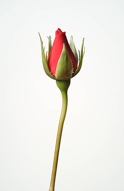 Single red rose Single red rose bud stock pictures, royalty-free photos & images