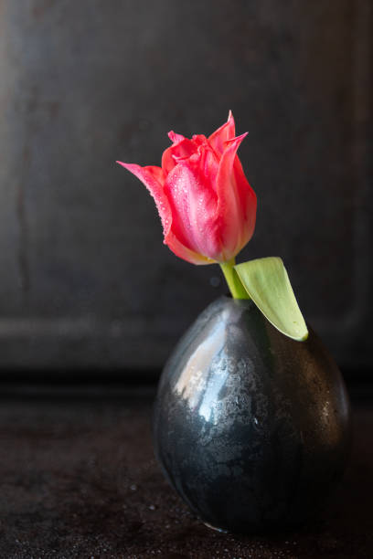 Single red tulip in vase stock photo