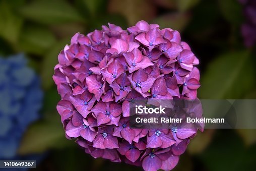 istock Single Red/Violet hydrangea 1410649367