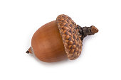 istock Single ripe acorn 1289722211