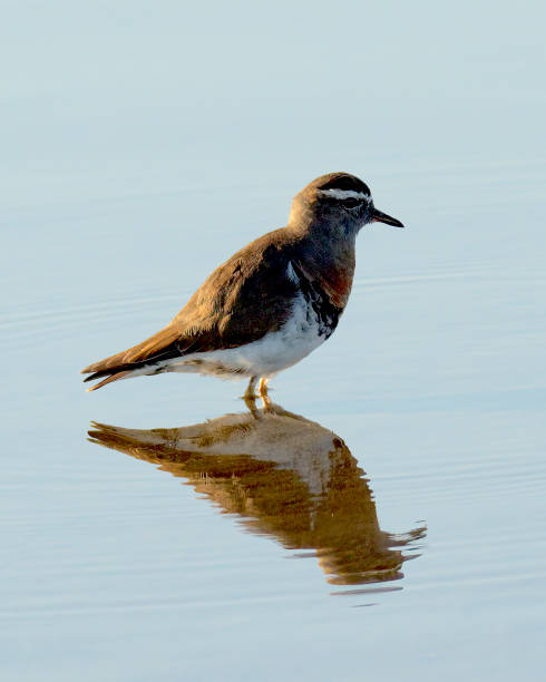 A single Rufous-chested Dotterel wades in water stock photo