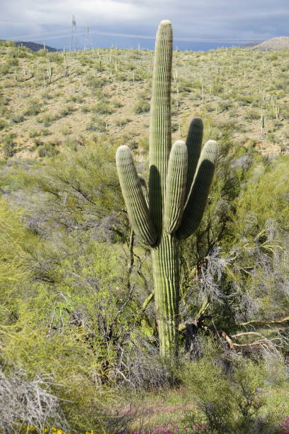 Single Saguro Cactus stock photo