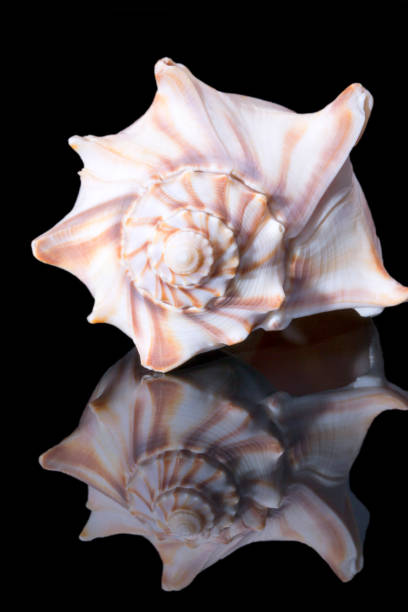 Single sea shell of Aliger gigas known as the queen conch isolated on black background, close up stock photo