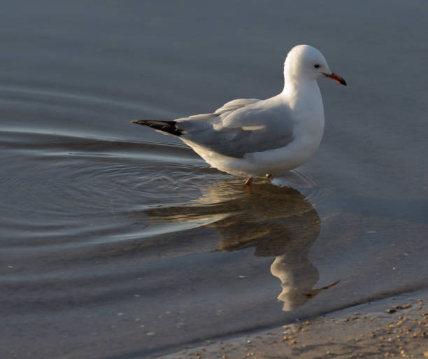 single silver gull wading in shallow water stock photo