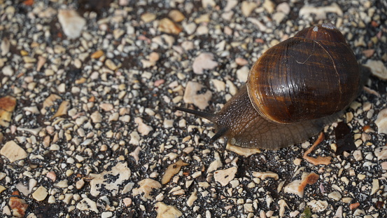 A Snail is, in Loose Terms, a Shelled Gastropod. The Name is Most Often Applied to Land Snails, Terrestrial Pulmonate Gastropod Molluscs. However, the Common Name Snail is Also Used for Most of the Members of the Molluscan Class Gastropoda That Have a Coiled Shell That is Large Enough for the Animal to Retract Completely Into. When the Word \