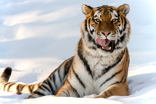 One tiger laying in the snow licking lips