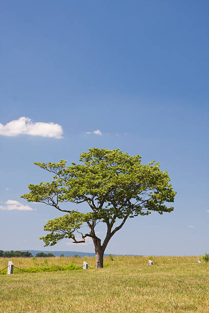 Single Tree in Field stock photo