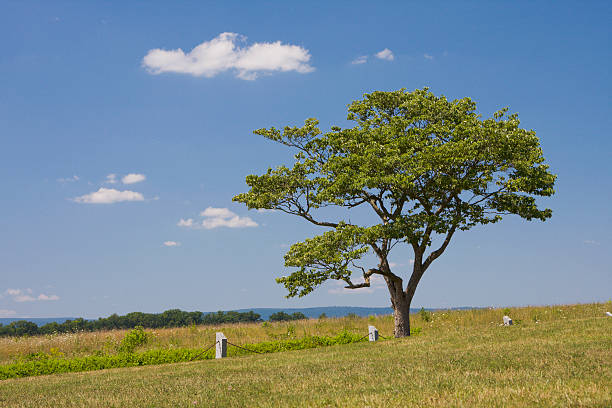 Single Tree in Open Field stock photo