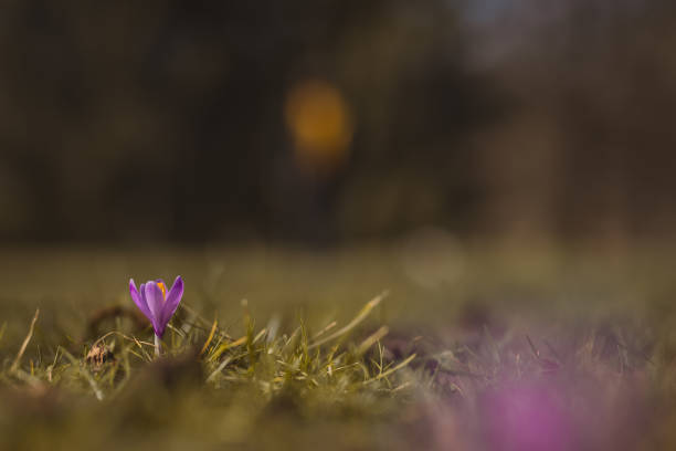 Single violet crocus or petal visible rising from the ground as a first sign of spring coming by in a park. Vintage photo of a crocus. stock photo