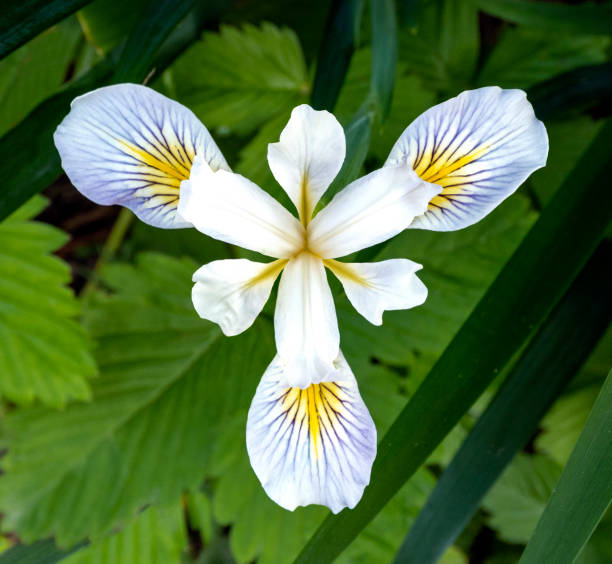Single White Iris stock photo
