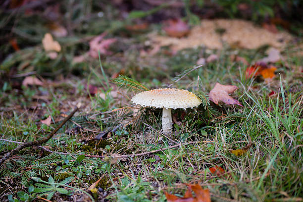 Single White Mushroom stock photo