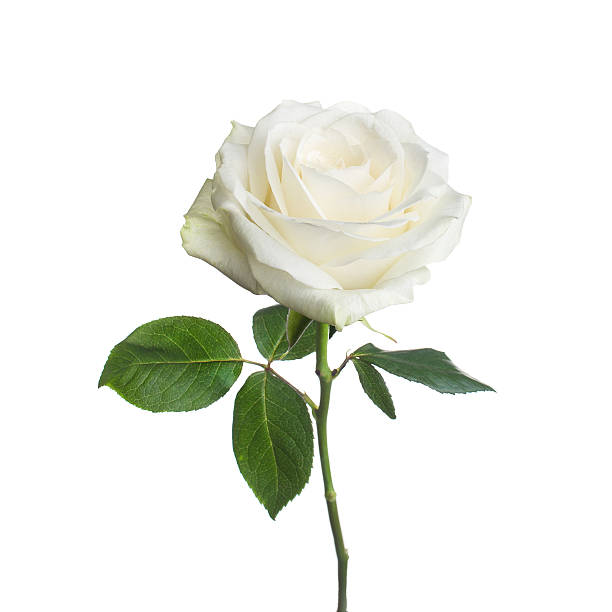 einzelne weiße rose isoliert hintergrund - rose stock-fotos und bilder