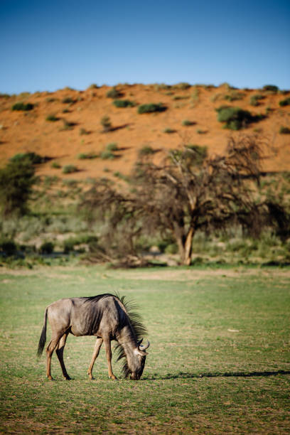 Single wildebeest in the Kalahari stock photo