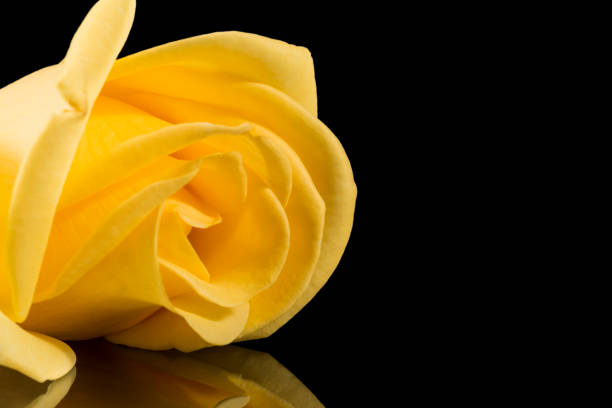 Single yellow rose isolated on black background, place for text, close up stock photo