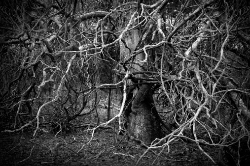 Very old tree whose branches are tangled with briars and grape vines, giving it a spooky mood, like it's reaching out for you.