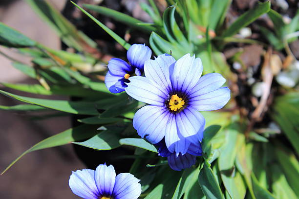 Sisyrinchium ‘Californian Skies’ Sisyrinchium ‘Californian Skies’ blue eyes stock pictures, royalty-free photos & images
