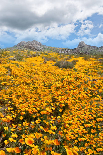 Meadow of Wildflowers at Sitgreaves Pass Sitgreaves Pass, at 3586 feet above sea level, is where the historic Beale's Wagon Road crossed the Black Mountains of Mohave County, Arizona, USA. When Edward Fitzgerald Beale built his wagon road over the pass, he named it John Howells Pass for one of the men in his expedition of October, 1857. Subsequently, the pass was named for Captain Lorenzo Sitgreaves who led the 1851 Expedition Down the Zuni and Colorado Rivers. Years later the pass was used for the famous Route 66 between Los Angeles and Chicago. The narrow two lane highway is still in use today. In the early spring, the area around Sitgreaves Pass is dominated by wild California Poppies which fill the meadows with a dense carpet of orange. jeff goulden wildflower stock pictures, royalty-free photos & images