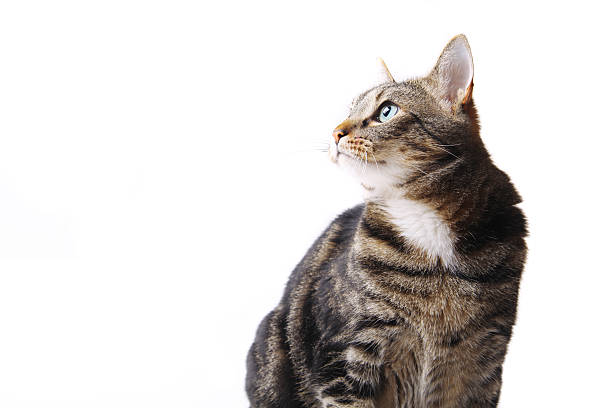 Sitting cat in profile stock photo