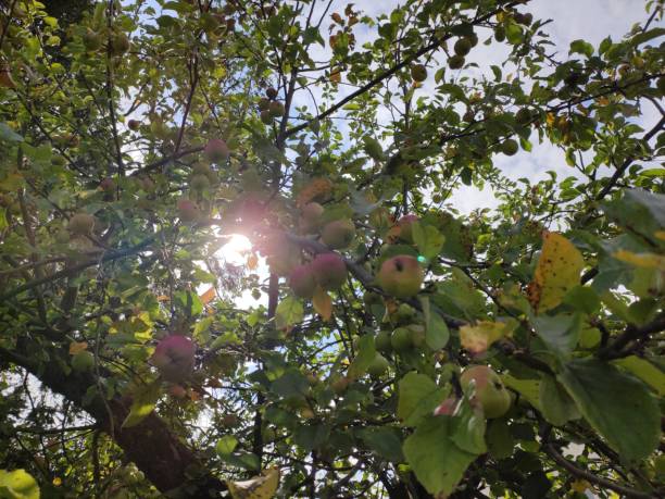 sitting in the sun under an apple tree stock photo