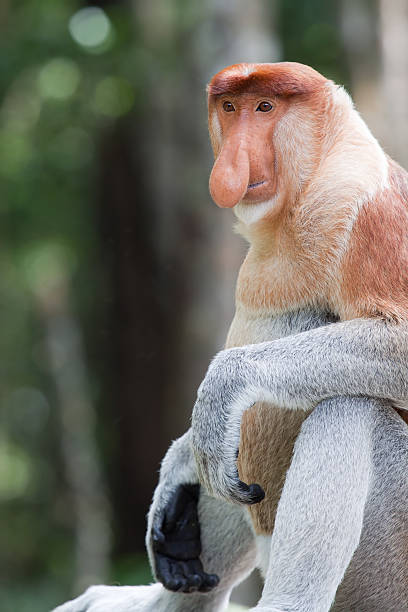 Sitting male proboscis monkey stock photo
