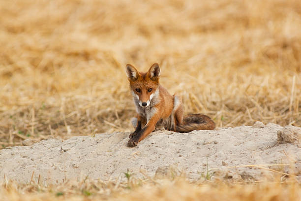 Sitting red fox stock photo