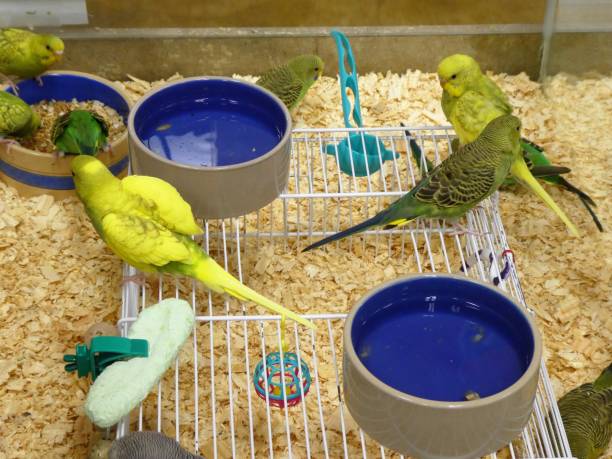 Six Budgerigar (Parrot) birds nicknamed the budgie in English, stock photo