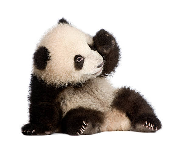 six month old giant panda cub on a white background - panda bildbanksfoton och bilder