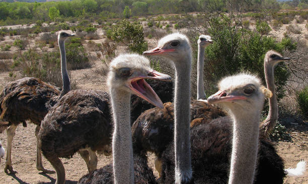 six ostriches stock photo