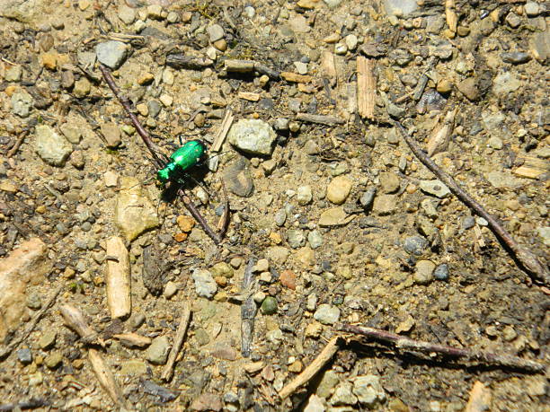 Six Spotted Tiger Beetle Six spotted tiger beetle resting in the sunshine.  emerald ash borer stock pictures, royalty-free photos & images
