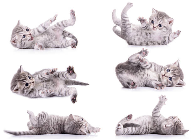 katze liegt auf rucken bilder und stockfotos