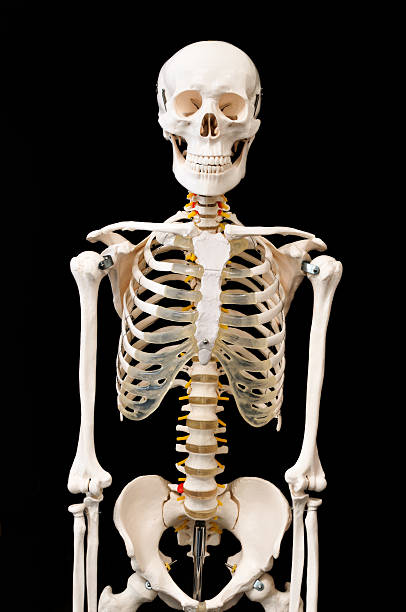 Skeleton Pictures Images and Stock Photos iStock Skeleton Pictures Images and Stock Photos iStock