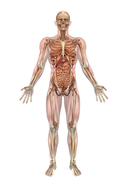 Skeleton and Internal Organs with Muscle Overlay stock photo