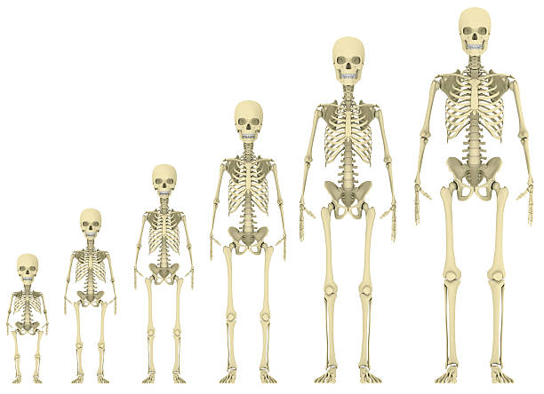 Skeleton evolution stock photo