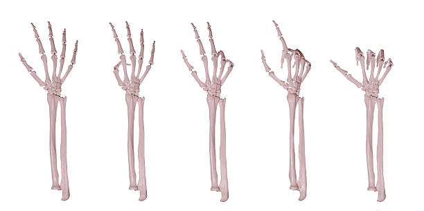 skelett hand zählen 1-5 - menschliches skelett stock-fotos und bilder