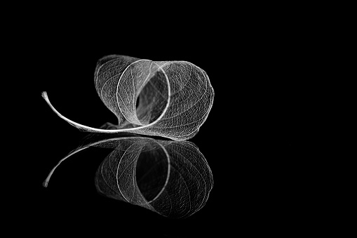 Skeleton magnolia leaf, black background Sparse composition