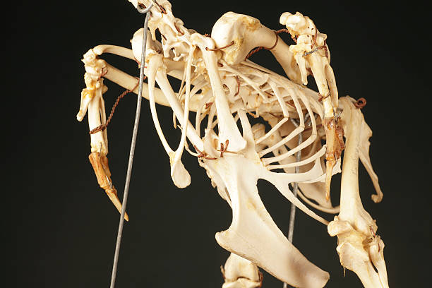 skeleton - squelette oiseau photos et images de collection