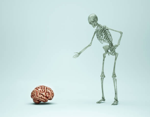 Skeleton pointing to a human brain. Mental illness and psychology concept. stock photo