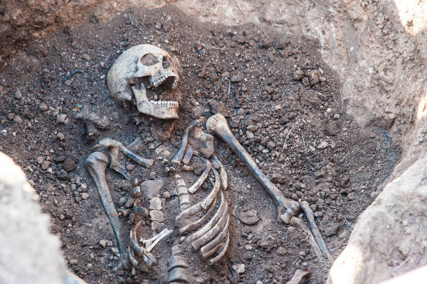 Skeleton soldier of the Second World War Skeleton soldier of the Second World War. Excavations human skeleton photos stock pictures, royalty-free photos & images