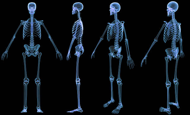 Skeleton-4 views x-ray stock photo