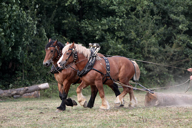 Skidding horses at work Skidding horses at work shire horse stock pictures, royalty-free photos & images