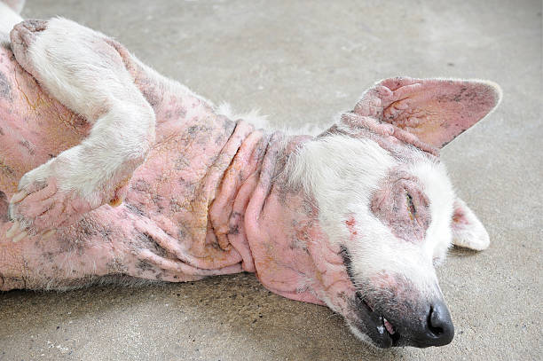 Skin disease dog stock photo