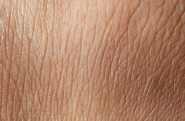 skin texture macro of human skin human skin close up stock pictures, royalty-free photos & images