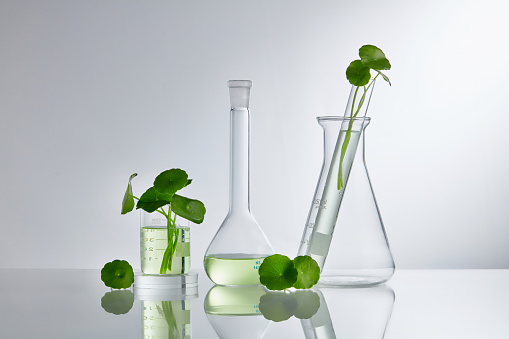 Scientific Experiment with Centella asiatica extract. Empty podium glass for cosmetic bottle containers.