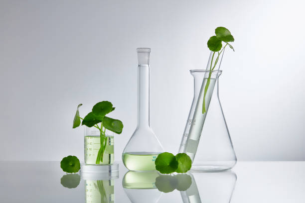 Skincare products and drugs chemical researches concept of centella asiatica Scientific Experiment with Centella asiatica extract. Empty podium glass for cosmetic bottle containers. laboratory glassware stock pictures, royalty-free photos & images